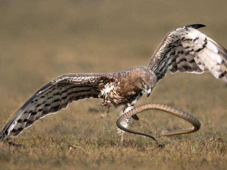 Media - Không sợ "tử thần" chim ưng dùng "võ cổ truyền" hạ sát rắn cực độc