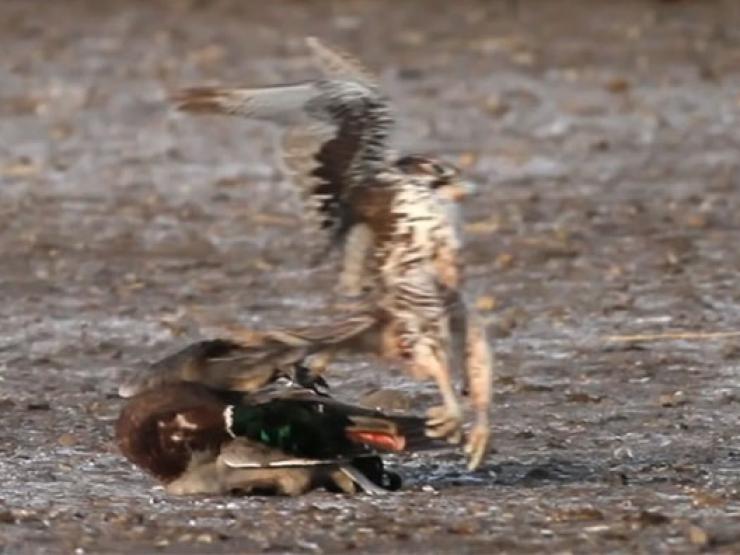 Media - Chim cắt đoạt mạng vịt trời bằng tốc độ "tia chớp"