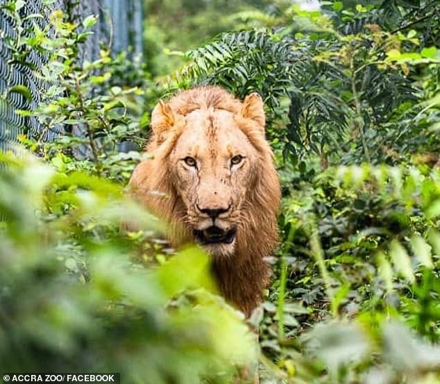 Một con sư tử ở vườn thú Accra, Ghana.