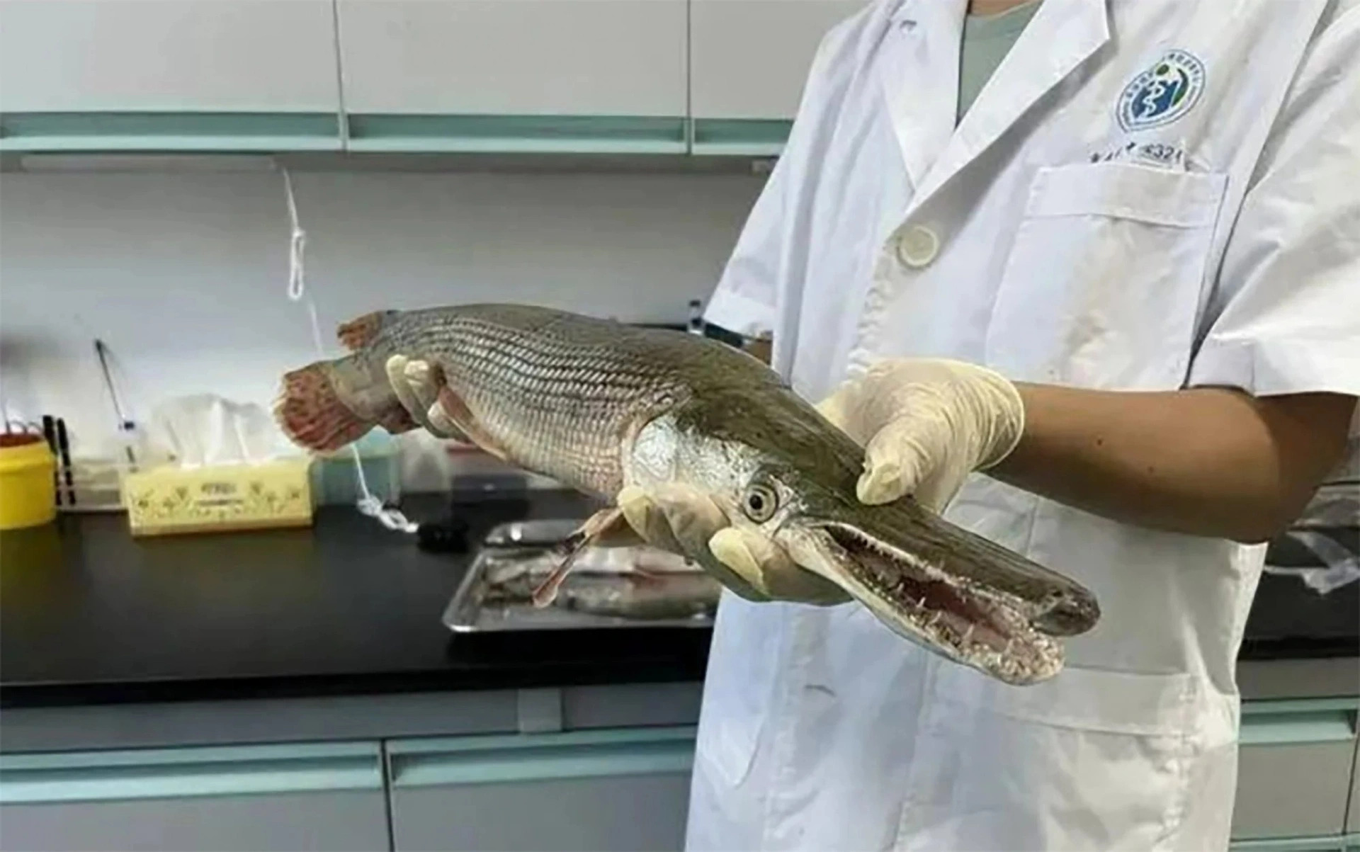Một con cá sấu hỏa tiễn bị bắt ở Trung Quốc (ảnh: SCMP)
