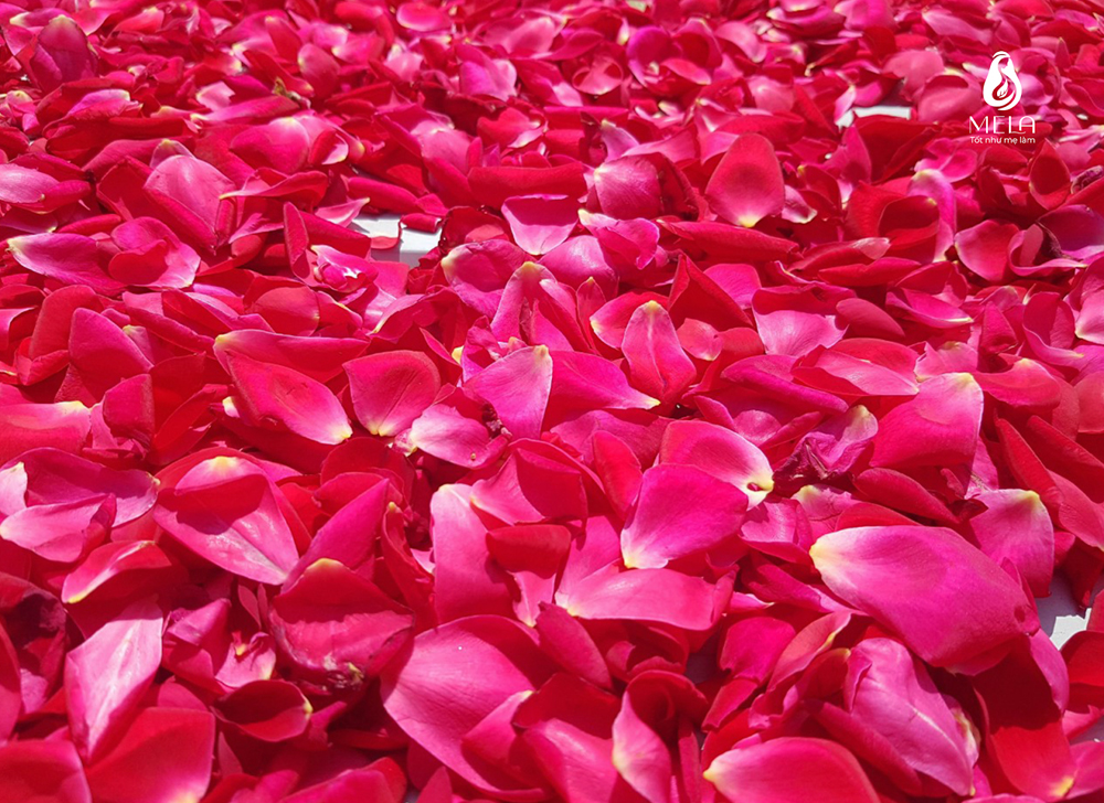 Từng cánh hoa hồng nhung cổ tại vườn Mela