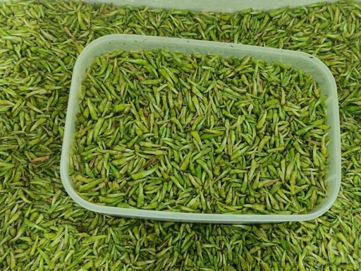 Thị trường - Tiêu dùng - Bất ngờ loại côn trùng nhiều người xua đuổi lại có giá lên tới nửa triệu đồng/kg