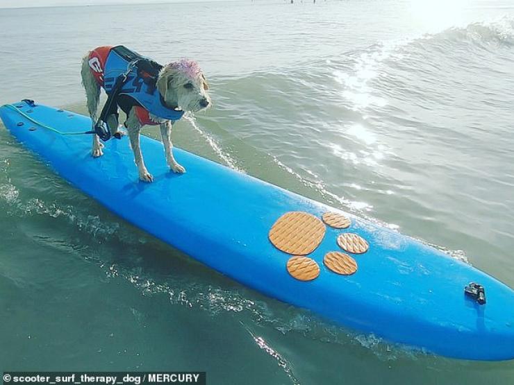 Bạn trẻ - Cuộc sống - Clip: Chú chó lướt sóng giúp mọi người chiến đấu với sức khỏe tâm thần