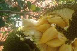 Thị trường - Tiêu dùng - Loại quả quê từng "thất sủng", rụng đầy gốc, nay thành đặc sản dân thành phố tranh nhau