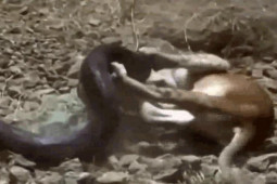 Media - Săn mồi trong lãnh địa "mãng xà", sư tử nhận bài học nhớ đời