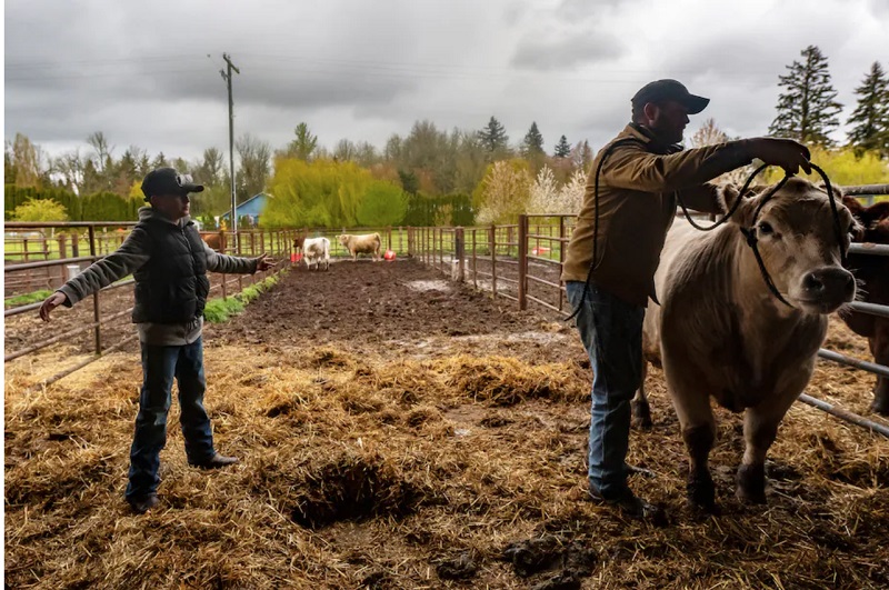 Cậu bé Lane Murray, 11 tuổi, đang giúp cha mình là Bret Murray chuyển một con bò tại bang Oregon, Mỹ