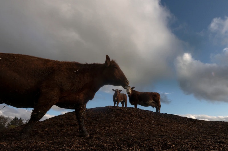 Một trang trại bò tại bang Oregon, Mỹ