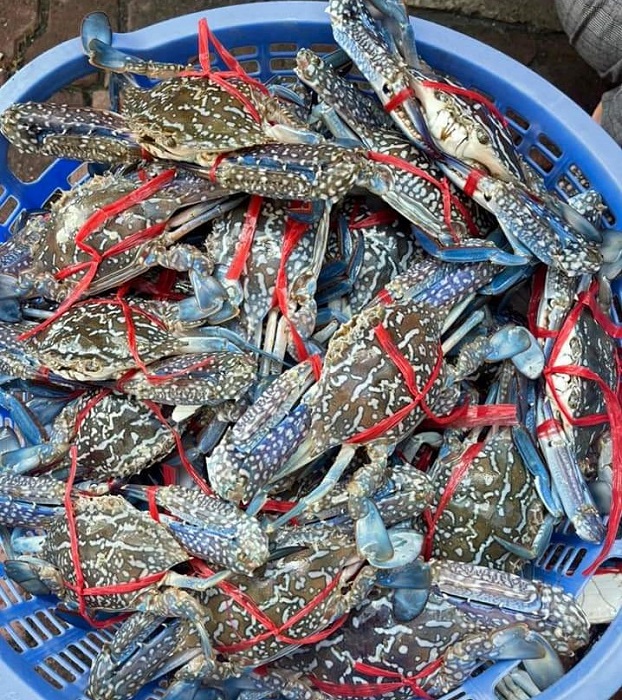 Nguồn hàng dồi dào khiến lượng hàng về nhiều cùng với sự cạnh tranh về giá giữa các cửa hàng hải sản đã khiến giá được hạ xuống thấp.