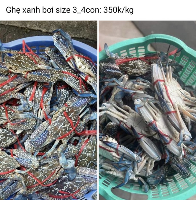 Ghẹ xanh bơi chỉ còn 350 nghìn đồng/kg thay vì giá cả triệu đồng so với kỳ nghỉ lễ 30/4 trước đó.