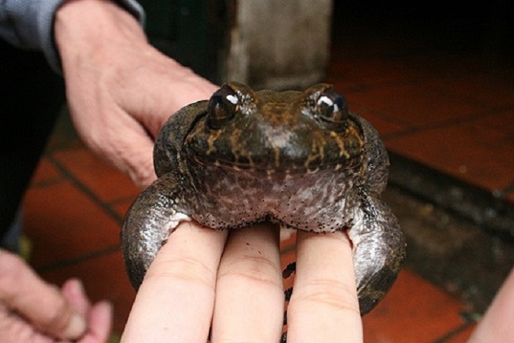 Loại ếch "đại gia" có giá gấp 10 lần ếch đồng nhưng vẫn khó mua.