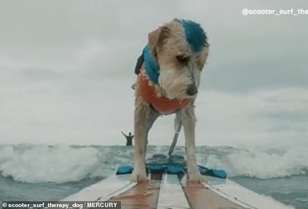 Ngoài vai trò là một chú chó trị liệu lướt sóng, Scooter đến thăm bệnh viện và các nhà chăm sóc cũng như giúp đỡ hàng trăm người về sức khỏe tâm thần của họ 