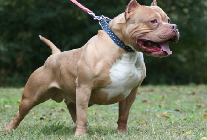 Nóng trong tuần: Bị chó pitbull nặng 40kg tấn công, nữ chủ nhà tử vong - 1