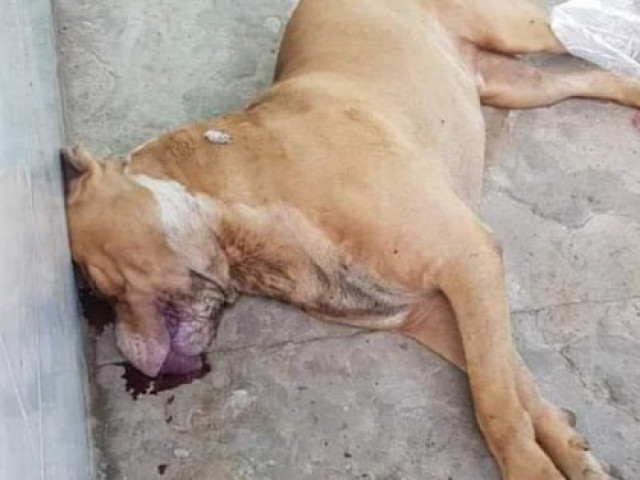 Tin tức trong ngày - Vụ nữ chủ nhà bị chó Pitbull cắn tử vong: Tiêu hủy con chó "phản chủ"