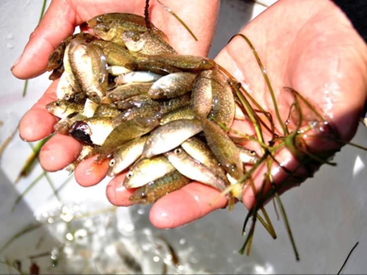 Thị trường - Tiêu dùng - Loại cá bé tí ở Việt Nam được ví như "lộc trời", xưa không ai ăn, nay dân bán "hốt" tiền triệu