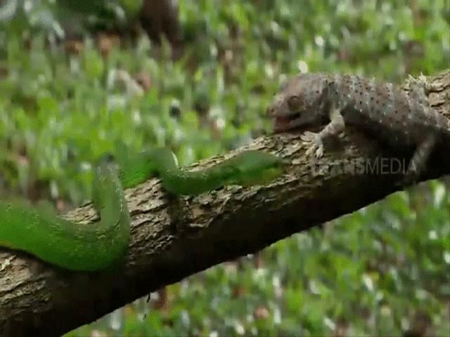 Video: Đụng độ rắn lục cực độc trên cành cây, tắc kè nham hiểm tung chiêu khó ngờ