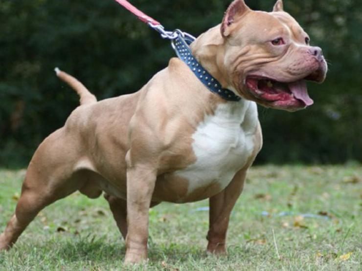 Tin tức trong ngày - Tin tức 24h qua: Con chó pitbull cắn nữ chủ nhà tử vong bị mang đi tiêu hủy