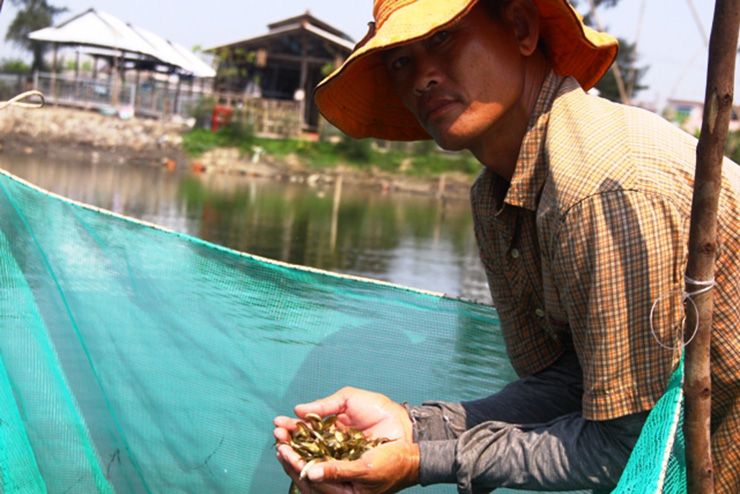 Người dân địa phương không bán cá rò theo kg mà bán theo từng rổ (rổ nhựa nhỏ, đường kính khoảng 20 cm, sâu 5 cm)
