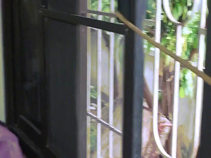 Phi thường - kỳ quặc - Video: Rợn người khoảnh khắc rắn gần 2m bò vào nhà "dạo chơi"