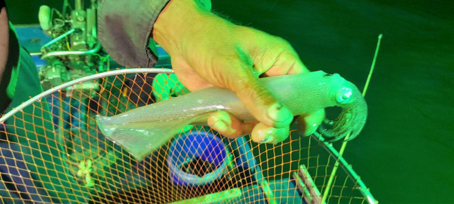 Theo anh Đoàn, người câu cũng cần có cây vợt đủ dài để vớt mực trôi nổi trên mặt nước do mê đèn. Trời càng về khuya thì mực mê đèn càng nhiều nên những con mực mồi không còn quan trọng lắm, lúc này người câu tập trung câu cho đến khi mặt trời ló dạng. Mực mé thường ăn câu nhiều nhất từ lúc 2 đến 5 giờ sáng”.