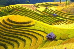 Du lịch - Mùa lúa chín rộ đẹp "xỉu dọc xỉu ngang", đã đến lúc xách ba-lô đi Tây Bắc săn ảnh xịn mịn!