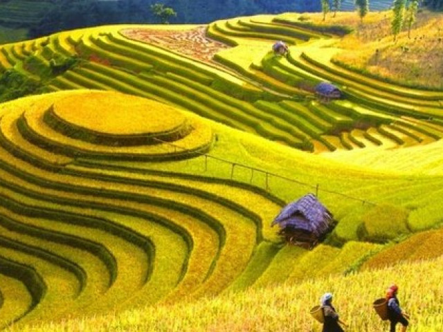 Du lịch - Mùa lúa chín rộ đẹp "xỉu dọc xỉu ngang", đã đến lúc xách ba-lô đi Tây Bắc săn ảnh xịn mịn!