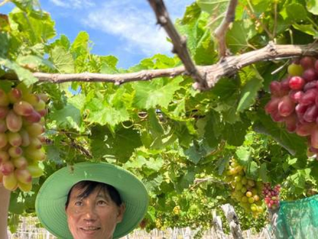 Thị trường - Tiêu dùng - Độc đáo những vườn ''nho ba màu'' ở Ninh Thuận