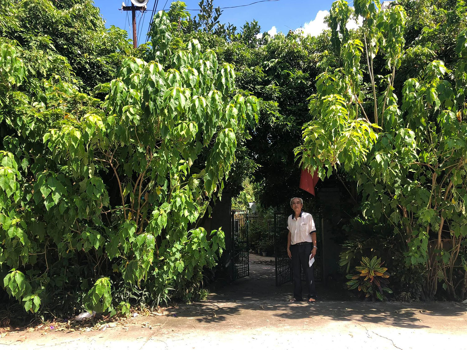 Bao phủ quanh ngôi nhà của ông Tuấn là rất nhiều cây cối xanh tươi, mát mẻ