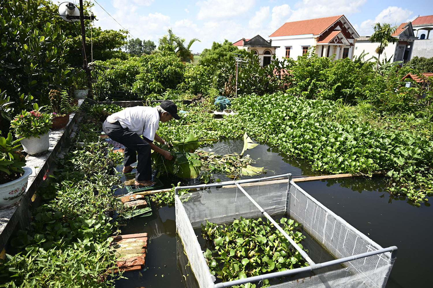 Chiếc ao được làm trên nóc nhà vừa có thể tích nước, vừa làm mát ngôi nhà lại có thể làm nơi nuôi cá