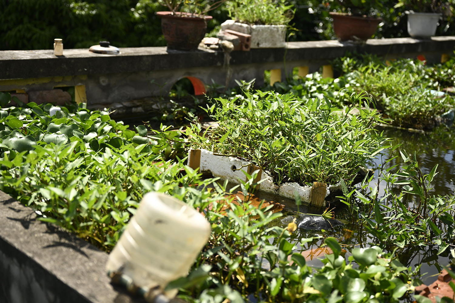 Rau muống trồng trên thùng xốp đảm bảo về độ “sạch”, vừa làm thức ăn cho người, vừa làm thức ăn cho cá