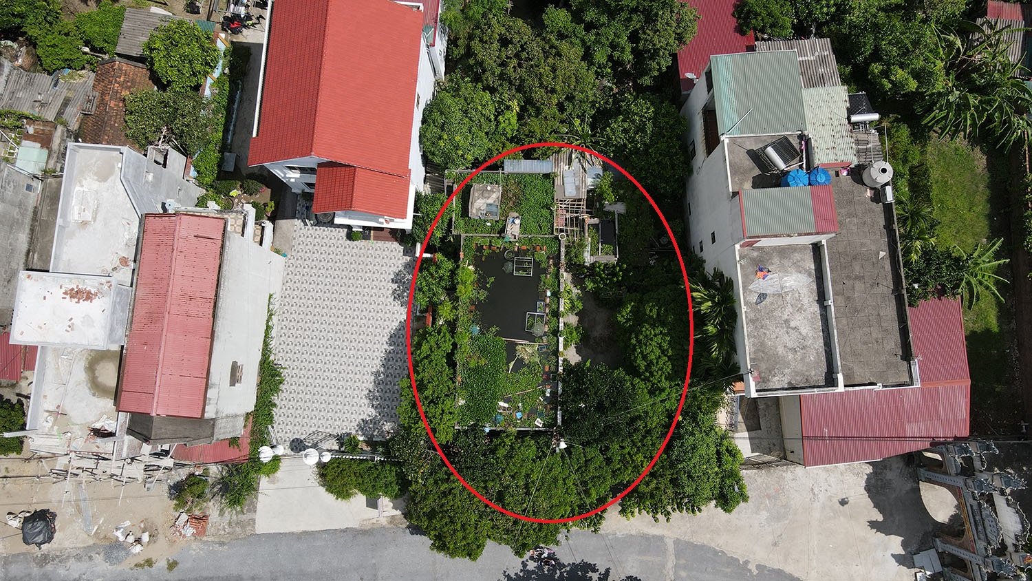 Ngôi nhà mái bằng một tầng của ông Trương Hùng Tuấn (86 tuổi, xã Cao Thắng, huyện Thanh Miện, tỉnh Hải Dương) nằm lọt thỏm giữa những ngôi nhà cao tầng bên cạnh. Tuy nhiên, nó lại nổi bật vì được bao phủ bởi rất nhiều cây xanh