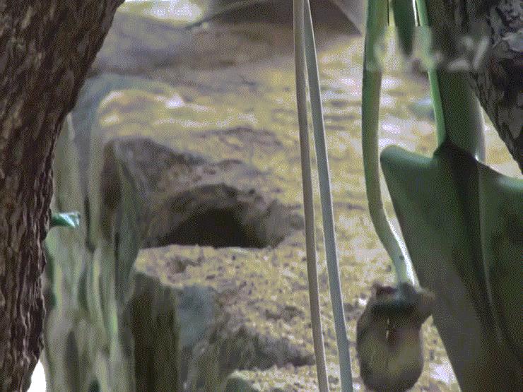 Phi thường - kỳ quặc - Video: Tấn công tắc kè cụt đuôi, rắn độc nhận cái kết "khóc dở mếu dở"