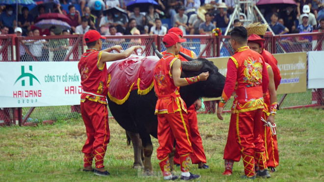 Hàng vạn khán giả xem chọi trâu Đồ Sơn sau 2 năm tạm hoãn vì COVID-19 - 5