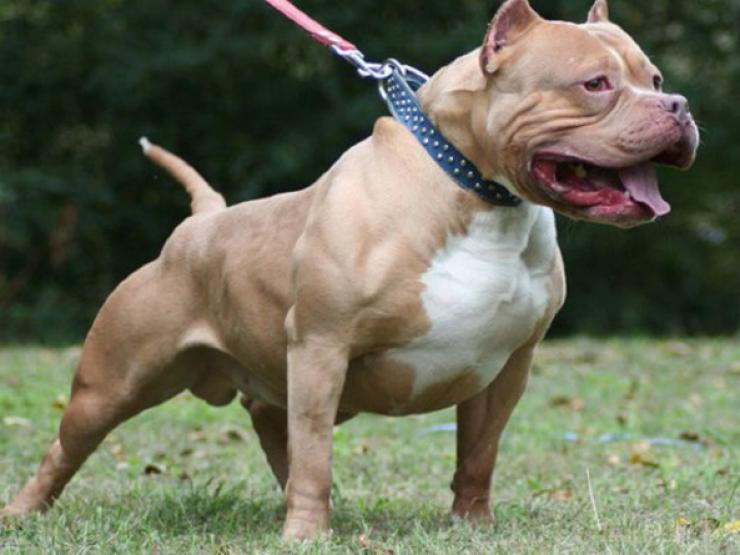 Tin tức trong ngày - Nóng trong tuần: Bị chó pitbull nặng 40kg tấn công, nữ chủ nhà tử vong