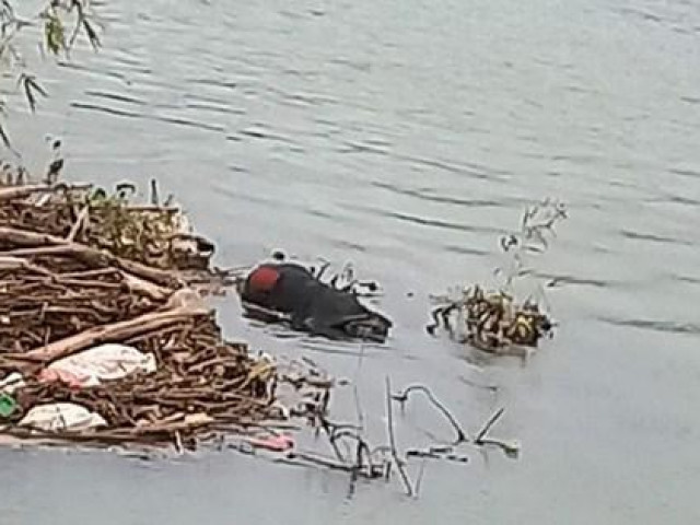 Pháp luật - Phát hiện thi thể nam thanh niên đang phân hủy ở bờ sông