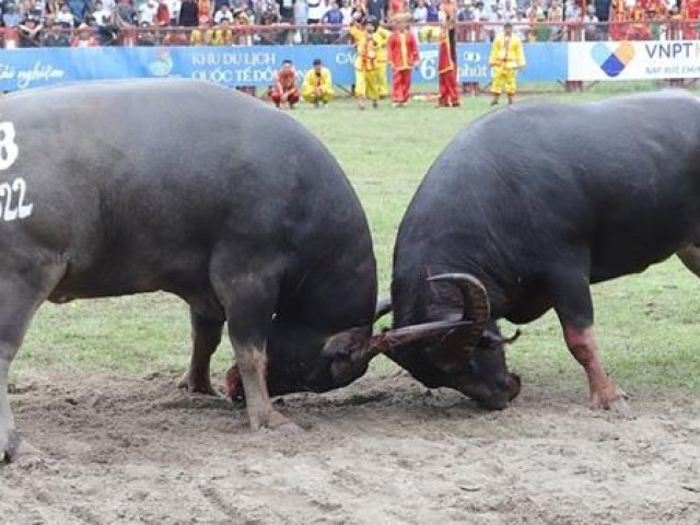 Tin tức trong ngày - Trâu chọi Đồ Sơn bị nghi tiêm thuốc kích thích