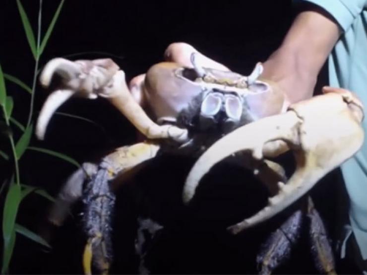 Thị trường - Tiêu dùng - Loài cua cạn lớn nhất Việt Nam có hình dáng đặc biệt, nằm trong danh sách cần bảo tồn