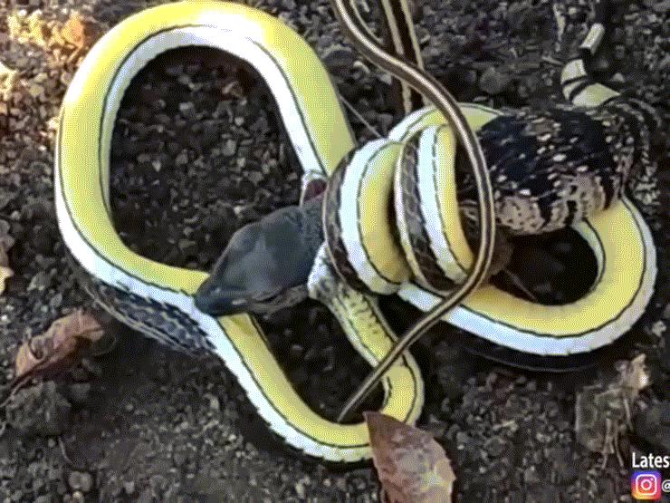 Phi thường - kỳ quặc - Video: Màn đại chiến kinh hoàng giữa thằn lằn và rắn độc