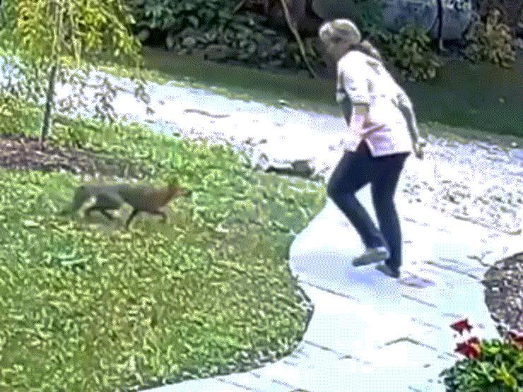 Phi thường - kỳ quặc - Video: Bị cáo tấn công, người phụ nữ "phản đòn" cực gắt