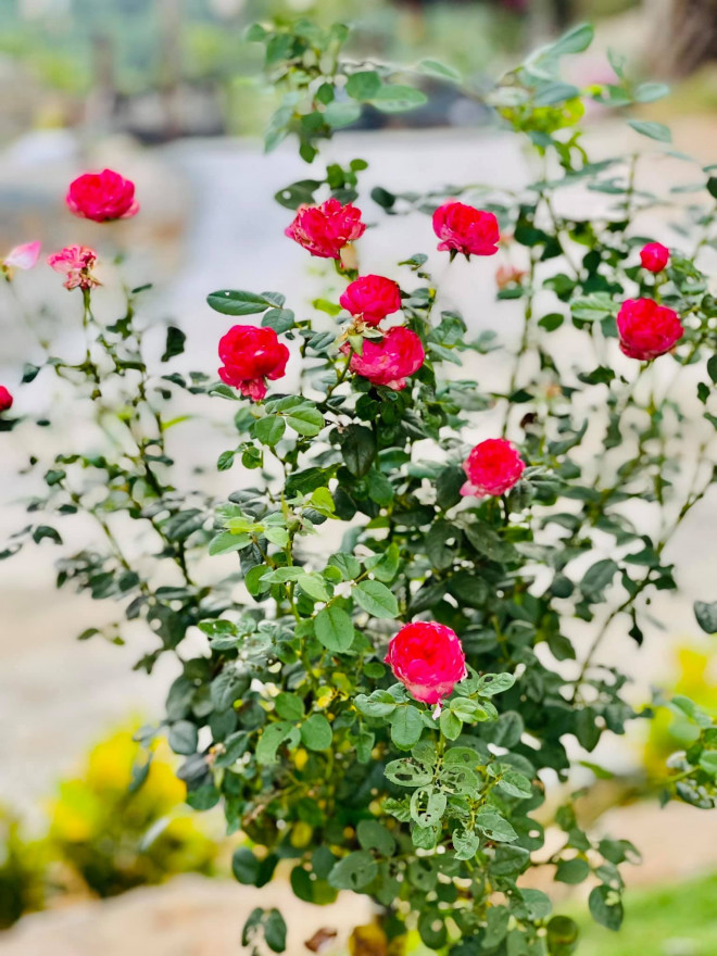 Ca sĩ Phạm Phương Thảo gây bất ngờ khi xây biệt thự hoành tráng ở quê - 8