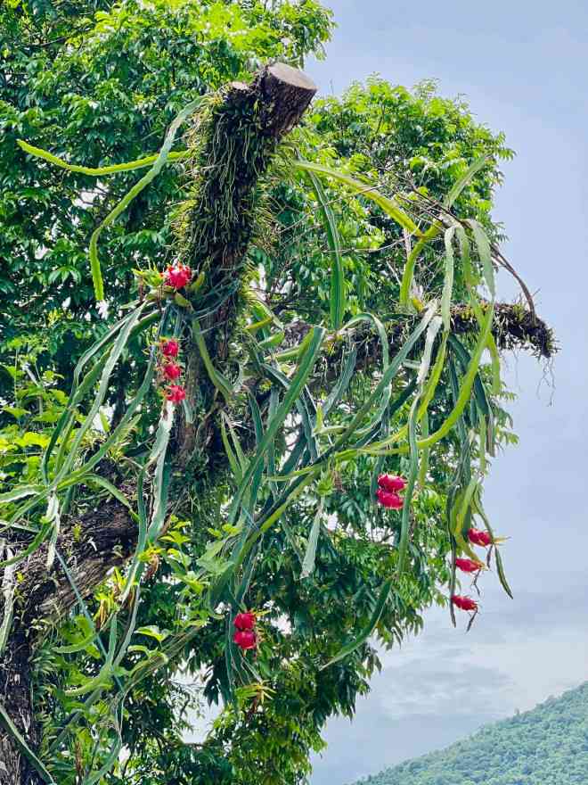 Ca sĩ Phạm Phương Thảo gây bất ngờ khi xây biệt thự hoành tráng ở quê - 9