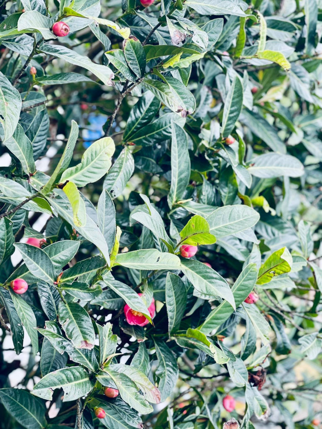 Ca sĩ Phạm Phương Thảo gây bất ngờ khi xây biệt thự hoành tráng ở quê - 11