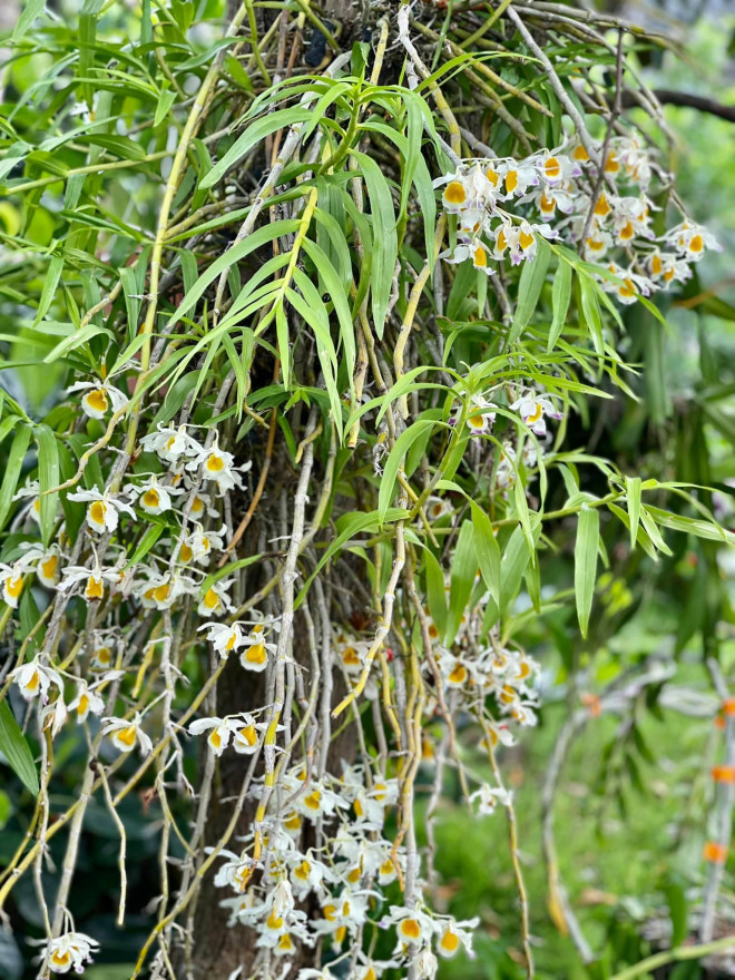 Ca sĩ Phạm Phương Thảo gây bất ngờ khi xây biệt thự hoành tráng ở quê - 12