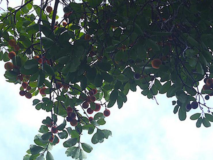 Thị trường - Tiêu dùng - Loại quả dại nhiều người không biết tên, giờ là đặc sản được "săn lùng", giá 210.000 đồng/kg