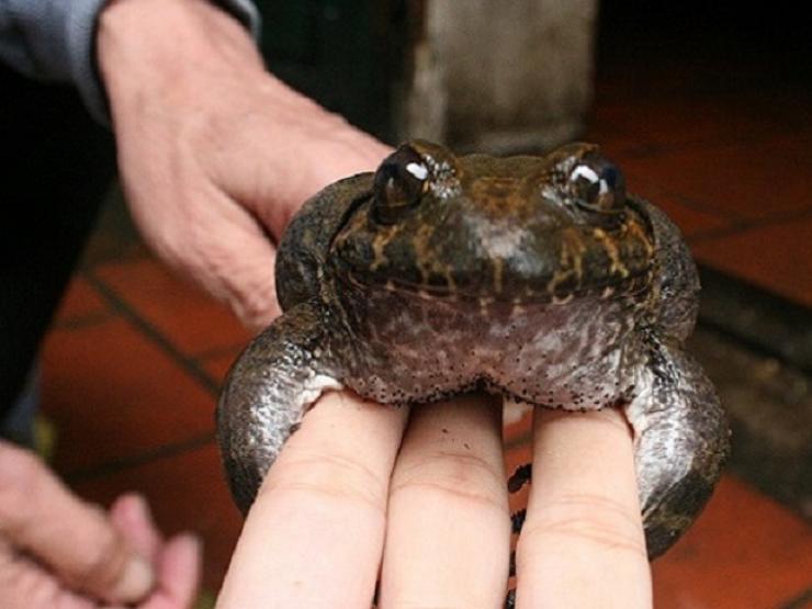 Việt Nam có loại ếch “đại gia”, giá đắt gấp 10 lần ếch đồng, có tiền cũng khó mua