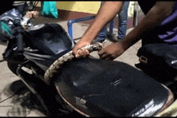 Media - Clip: Hoảng hồn chứng kiến rắn hổ mang quấn chặt quanh xe mô tô