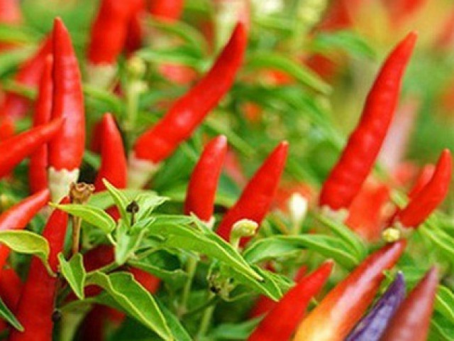 Ẩm thực - Công dụng tuyệt vời của quả ớt nhà nào cũng có người nghiện ăn và cách ngâm ớt ngon "hết nước chấm"