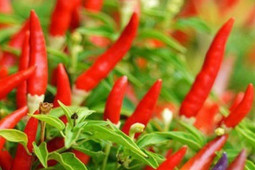 Ẩm thực - Công dụng tuyệt vời của quả ớt nhà nào cũng có người nghiện ăn và cách ngâm ớt ngon "hết nước chấm"