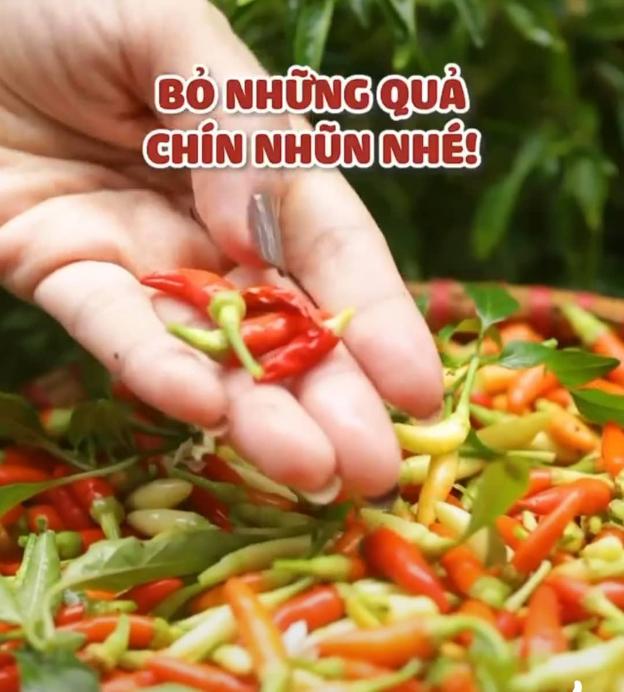 Công dụng tuyệt vời của quả ớt nhà nào cũng có người nghiện ăn và cách ngâm ớt ngon &#34;hết nước chấm&#34; - 3