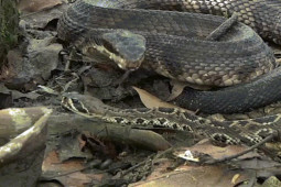 Media - Đòn "tử thần" của hổ mang nước khiến rắn đuôi chuông mất mạng