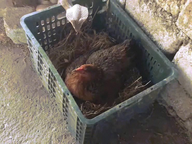 Media - Gà mẹ tấn công như vũ bão bảo vệ trứng trước cặp rắn hổ mang